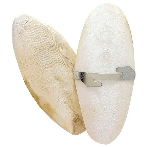 Cuttlebone