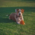 KONG Classic Dog Toy