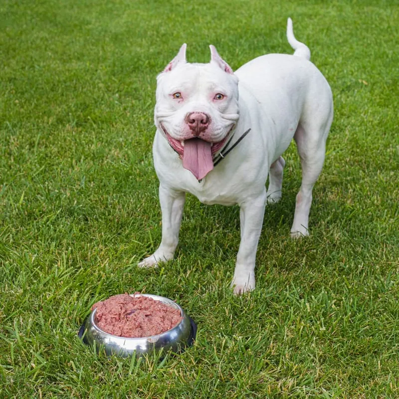 Lily's Kitchen Adult Dog Food